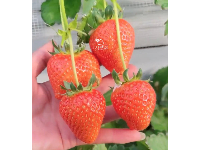 Клубника китайская Sui zhu Суи Жу - Каорино 44 япон  саженцы