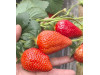 Клубника китайская miao xiiang мяосян 48 саженцы