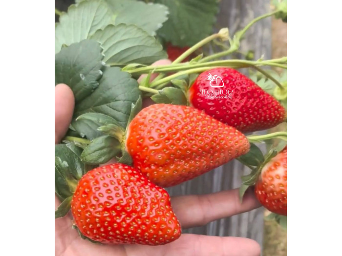 Клубника китайская miao xiiang мяосян 48 саженцы