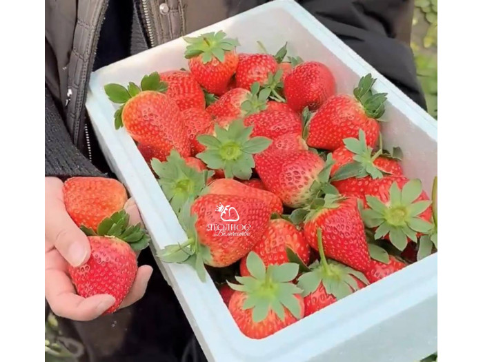 Клубника китайская miao xiiang мяосян 48 саженцы