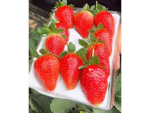 Клубника китайская miao xiiang мяосян 48 саженцы