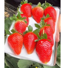 Клубника китайская miao xiiang мяосян 48 саженцы