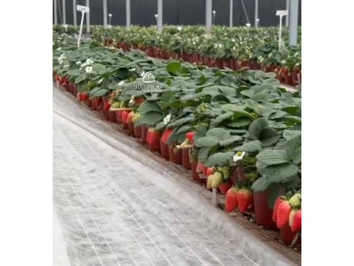 Клубника китайская nai you Нинг Ю 50 саженцы