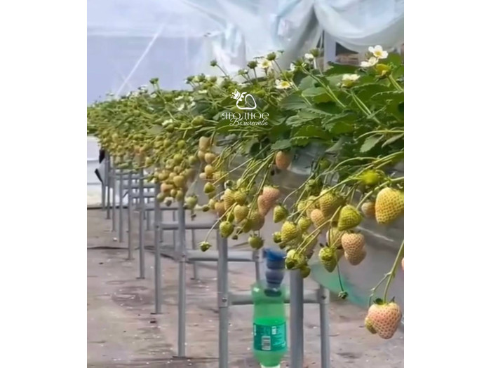 Клубника китайская Bai xue gongzhu Белоснежка 51 саженцы