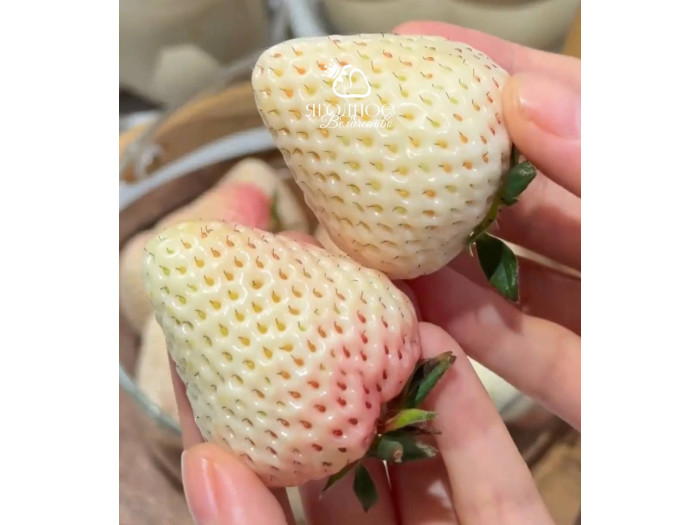 Клубника китайская Bai xue gongzhu Белоснежка 51 саженцы