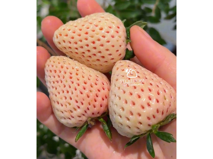 Клубника китайская Bai xue gongzhu Белоснежка 51 саженцы