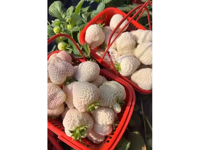 Клубника китайская Bai xue gongzhu Белоснежка 51 саженцы