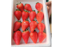 Клубника китайская jiu xiang цзю сян 53 саженцы