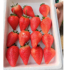 Клубника китайская jiu xiang цзю сян 53 саженцы