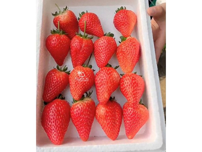 Клубника китайская jiu xiang цзю сян 53 саженцы