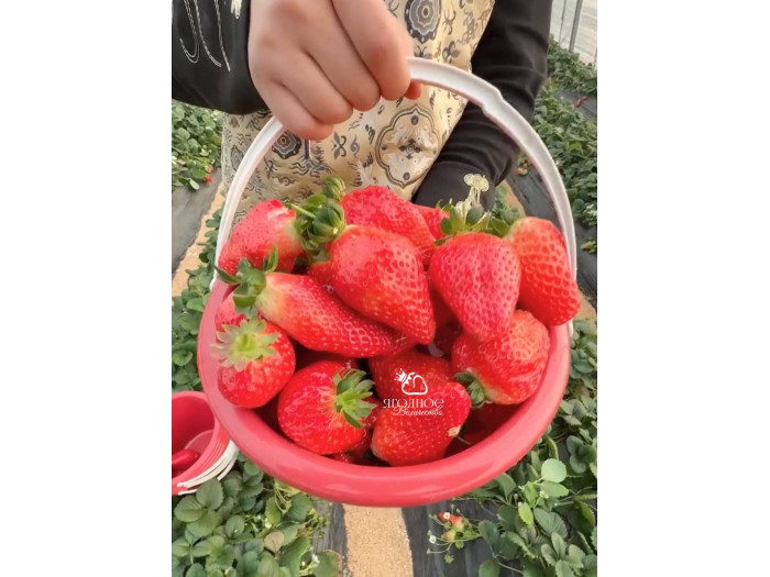 Клубника китайская jiu xiang цзю сян 53 саженцы