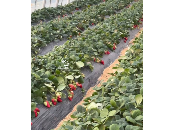 Клубника китайская jiu xiang цзю сян 53 саженцы