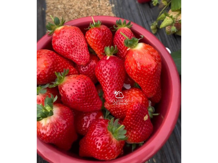 Клубника китайская jiu xiang цзю сян 53 саженцы