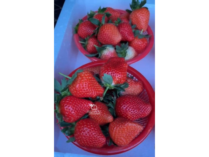 Клубника китайская jiu xiang цзю сян 53 саженцы