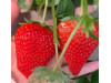 Клубника китайская si ji си цзи - клубн 4 сезонов 54 саженцы