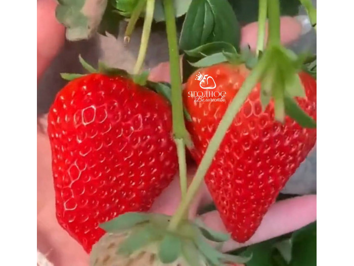 Клубника китайская si ji си цзи - клубн 4 сезонов 54 саженцы