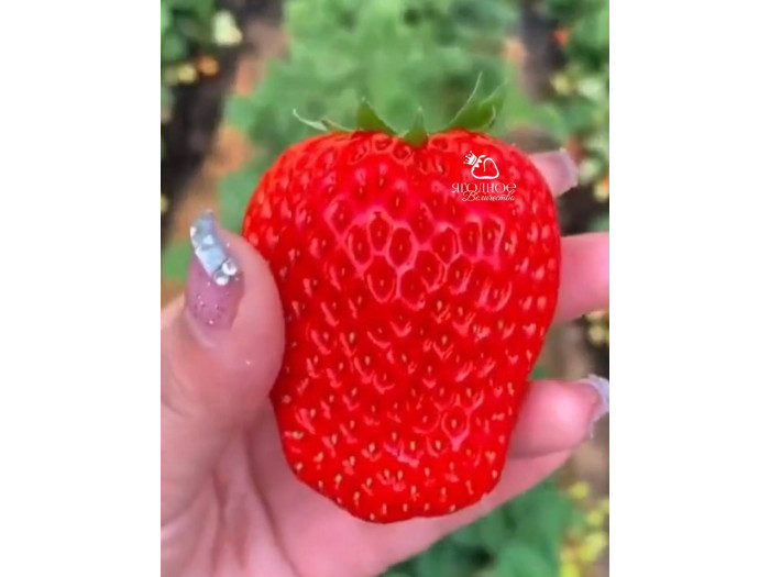 Клубника китайская si ji си цзи - клубн 4 сезонов 54 саженцы