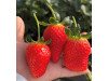Клубника китайская si ji си цзи - клубн 4 сезонов 54 саженцы