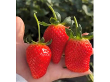 Клубника китайская si ji си цзи - клубн 4 сезонов 54 саженцы