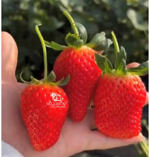 Клубника китайская si ji си цзи - клубн 4 сезонов 54 саженцы