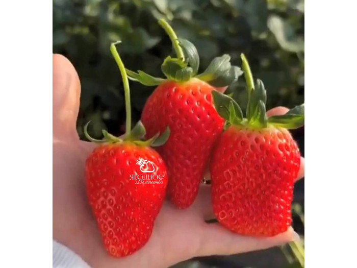 Клубника китайская si ji си цзи - клубн 4 сезонов 54 саженцы