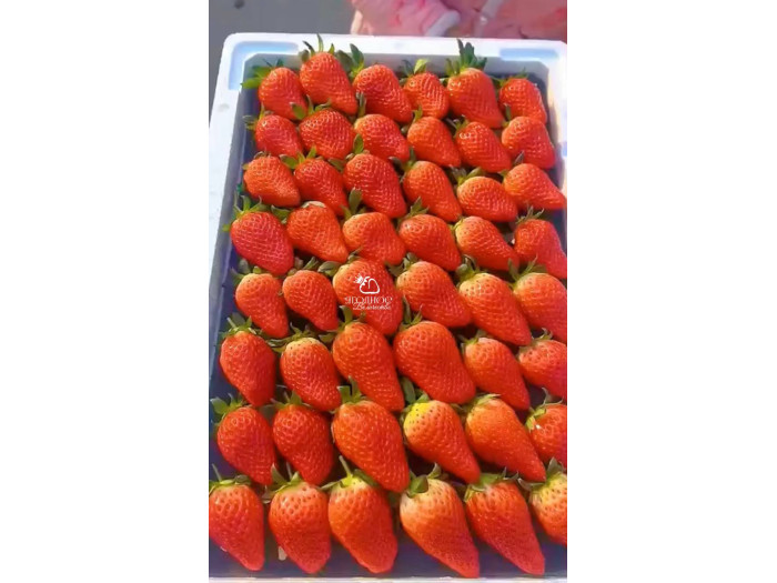 Клубника китайская Tian bao сладкий самоцвет, сладкое сокровище 55 саженцы