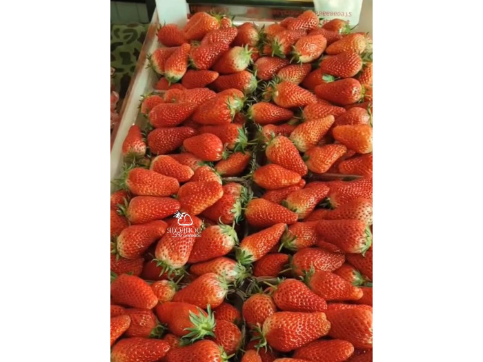 Клубника китайская Tian bao сладкий самоцвет, сладкое сокровище 55 саженцы