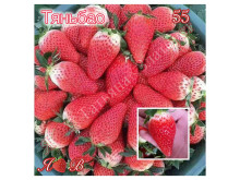 Клубника китайская Tian bao сладкий самоцвет, сладкое сокровище 55 саженцы