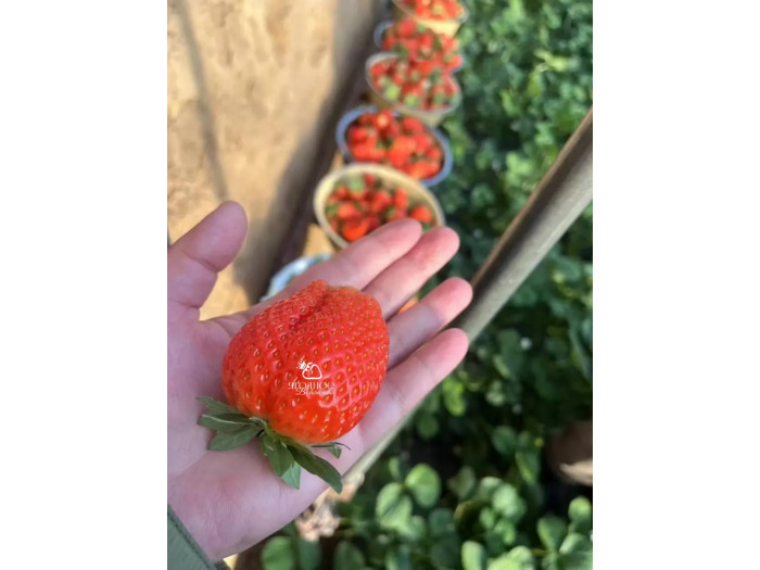 Клубника китайская jing zang   цзин цзанг сян- 56 ароматная саженцы