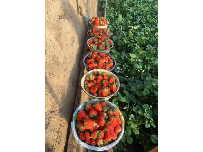 Клубника китайская jing zang   цзин цзанг сян- 56 ароматная саженцы