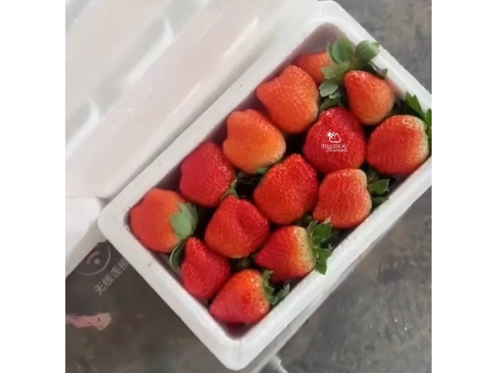 Клубника китайская jing zang   цзин цзанг сян- 56 ароматная саженцы