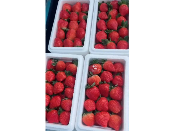 Клубника китайская jing zang   цзин цзанг сян- 56 ароматная саженцы