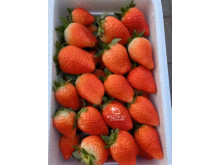 Клубника китайская jing zang  цзин цзанг сян- 56 ароматная саженцы