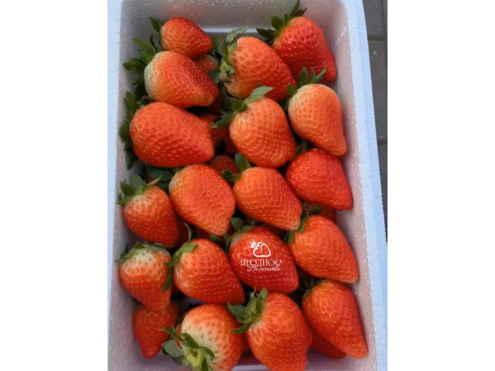 Клубника китайская jing zang   цзин цзанг сян- 56 ароматная саженцы