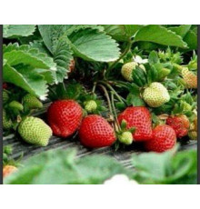 Клубника китайская qiao ke li Цяо Кэ Ли-Шоколадная клубника 57 саженцы