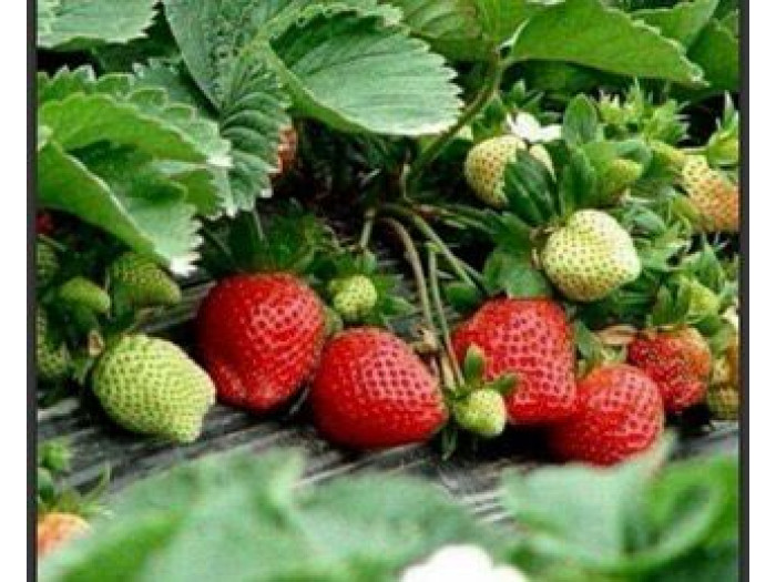 Клубника китайская qiao ke li Цяо Кэ Ли-Шоколадная клубника 57 саженцы