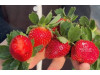 Клубника китайская zhenhong meiling Черный Жемчуг 61 саженцы