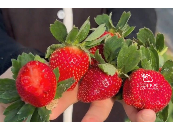 Клубника китайская zhenhong meiling Черный Жемчуг 61 саженцы