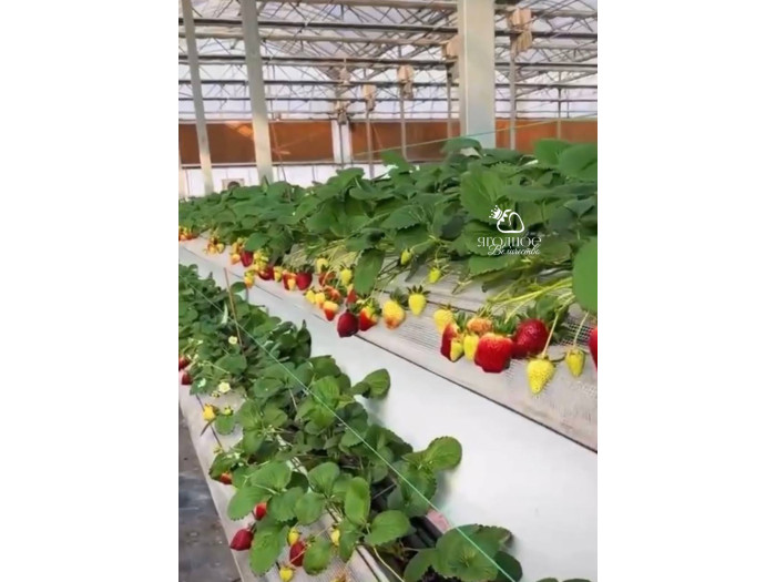 Клубника китайская zhenhong meiling Черный Жемчуг 61 саженцы