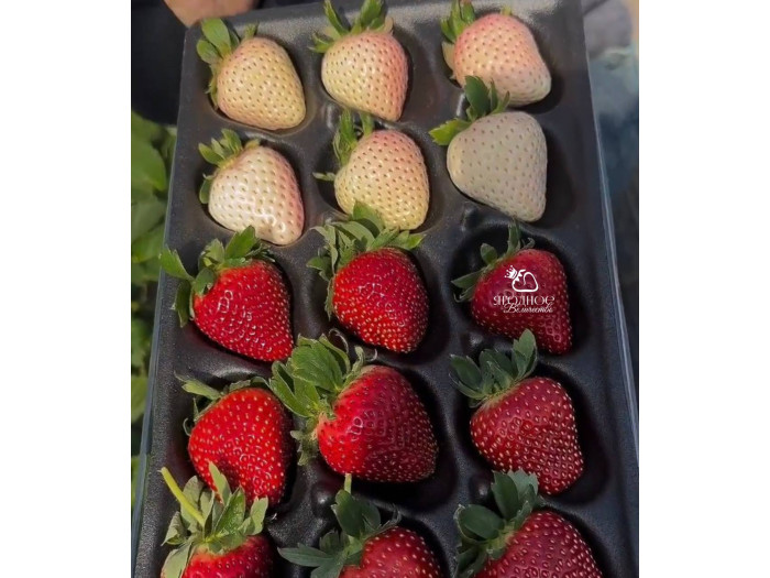 Клубника китайская zhenhong meiling Черный Жемчуг 61 саженцы