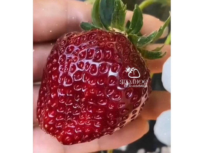 Клубника китайская zhenhong meiling Черный Жемчуг 61 саженцы