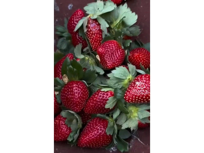 Клубника китайская zhenhong meiling Черный Жемчуг 61 саженцы