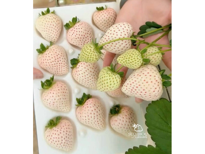 Клубника китайская Юэсюэфей Yue xue fei Белый нефрит, Снежная королева,  62 саженцы