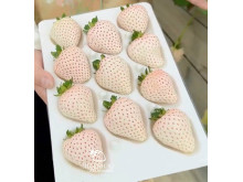 Клубника китайская Юэсюэфей Yue xue fei Белый нефрит, Снежная королева,  62 саженцы