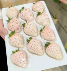 Клубника китайская Юэсюэфей Yue xue fei Белый нефрит, Снежная королева,  62 саженцы