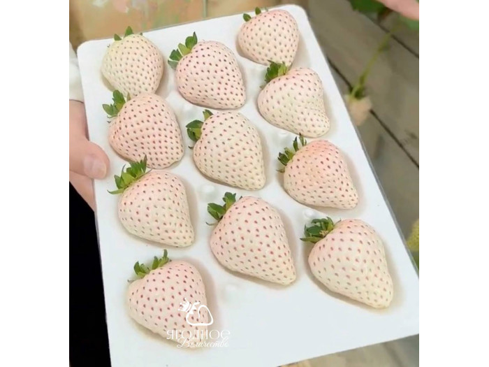 Клубника китайская Юэсюэфей Yue xue fei Белый нефрит, Снежная королева,  62 саженцы