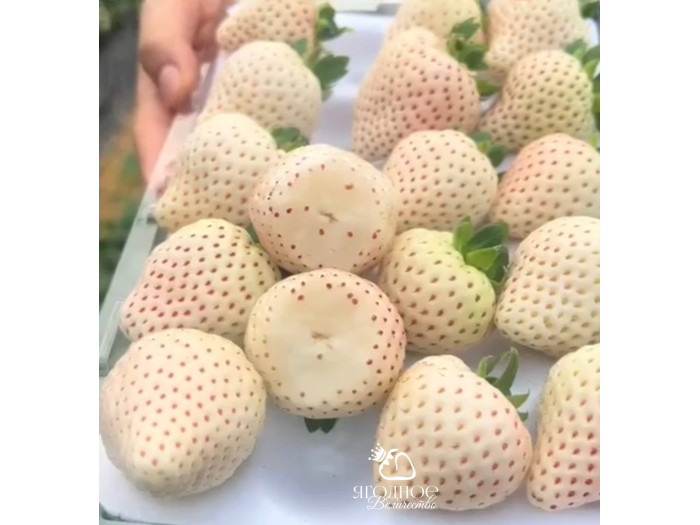 Клубника китайская Юэсюэфей Yue xue fei Белый нефрит, Снежная королева,  62 саженцы