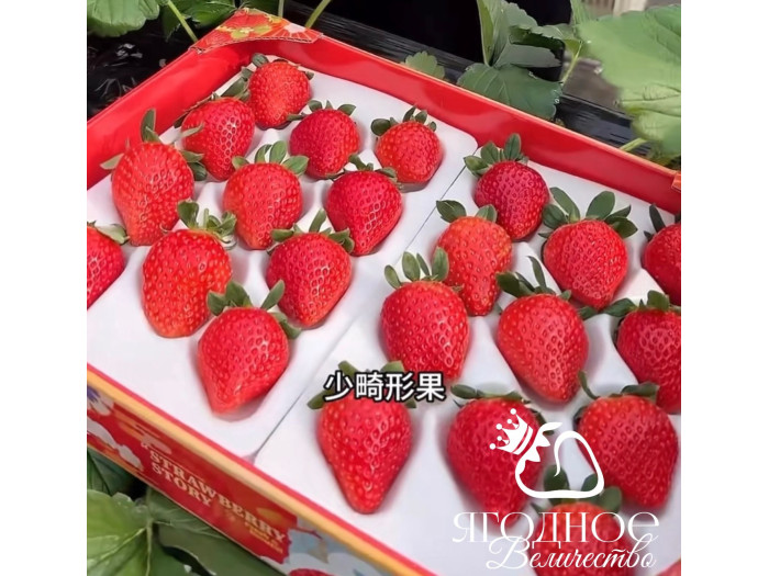 Клубника китайская Jin gang 2 Кинг конг 2 64  саженцы