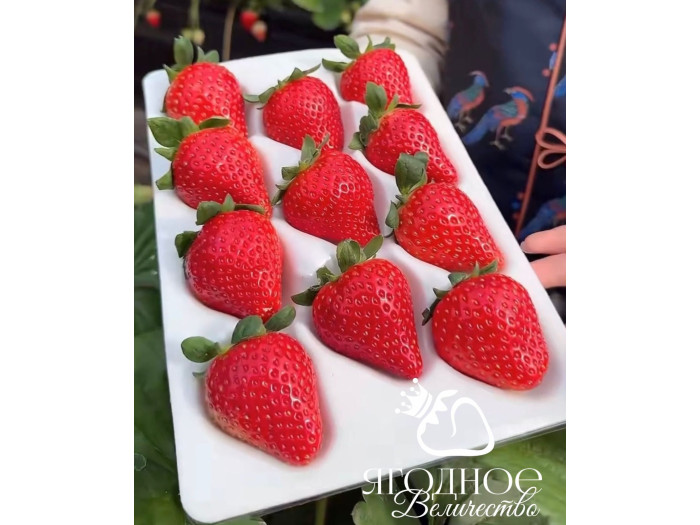 Клубника китайская Jin gang 2 Кинг конг 2 64  саженцы