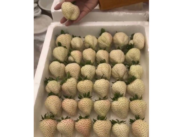 Клубника китайская meng zhifu менчжифу 65 саженцы